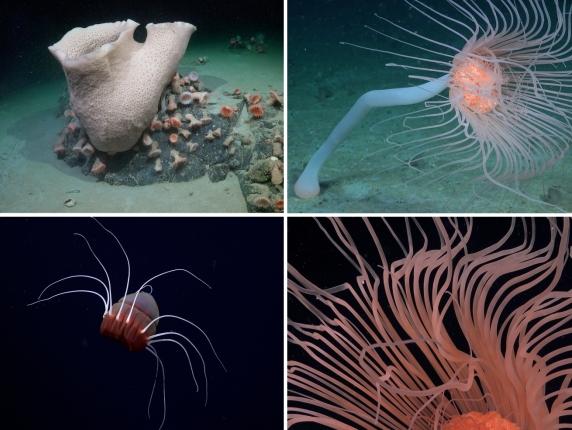 Animali fantastici scoperti in Antartide dopo il distacco a gennaio scorso di un iceberg