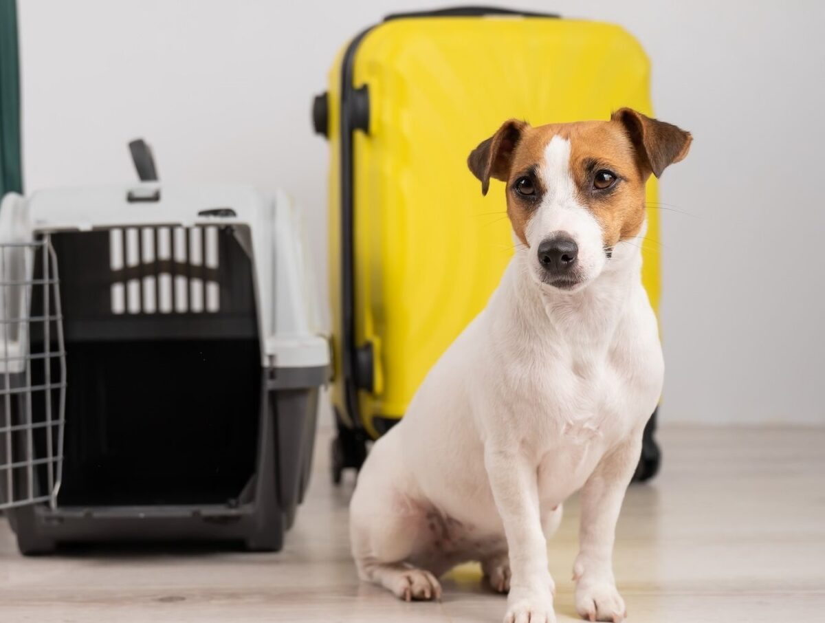 Animali in cabina: l’Enac apre alla svolta, ma la rivoluzione pet-friendly per ora resta a metà