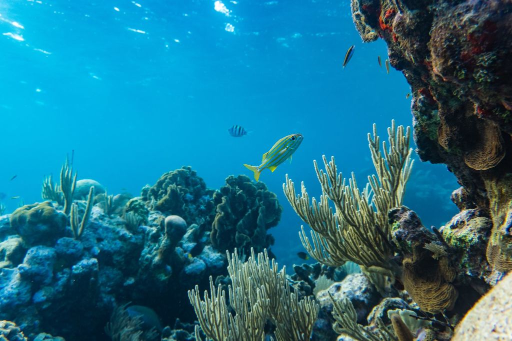 Desertificazione oceanica raddoppiata in soli 20 anni, i cambiamenti climatici impoveriscono il mare