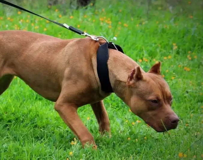 Tre pitbull aggrediscono nonna e nipote di soli 2 anni, entrambe sono in gravi condizioni
