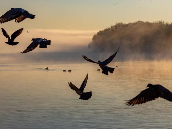 Rischio estinzione per ben 500 specie di uccelli, la metà dei quali è spacciata per sempre