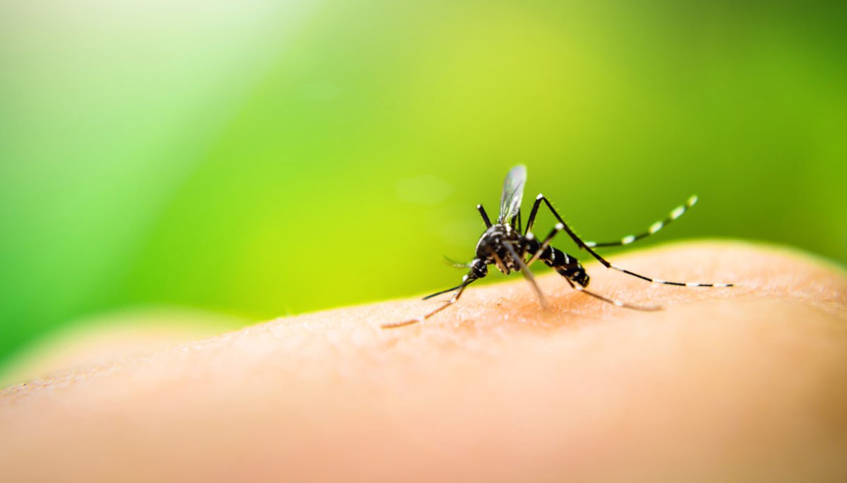 Dengue e West Nile incombe la minaccia delle zanzare tigre, l’appello ai Comuni