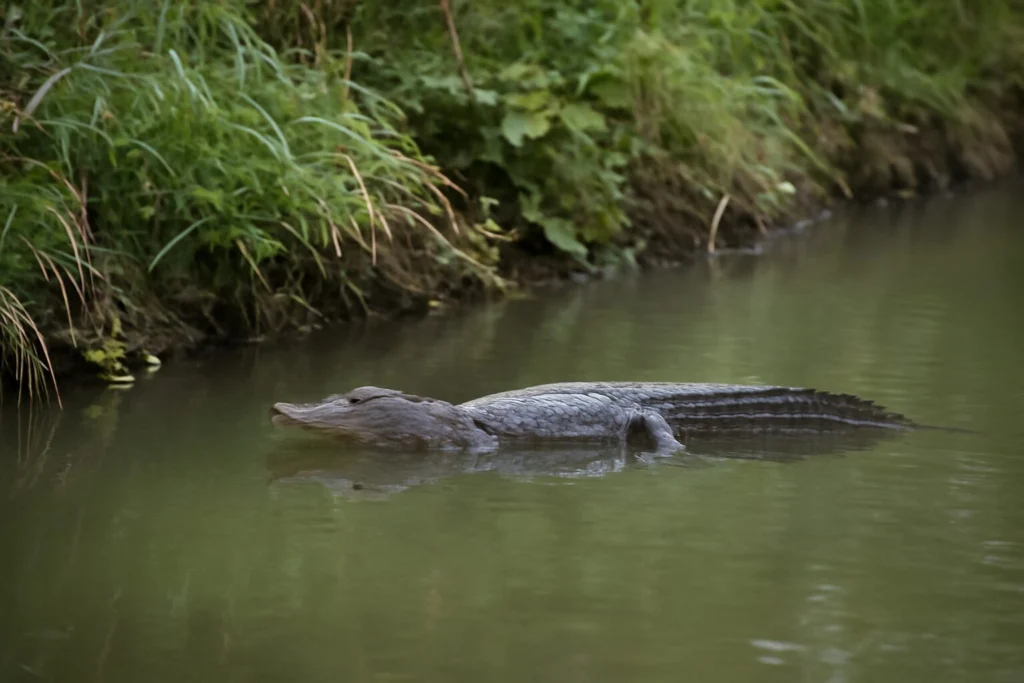 C’è un coccodrillo nel fiume a Ladispoli o è uno scherzo? L’allarme ancora non è rientrato e si cerca il caimano