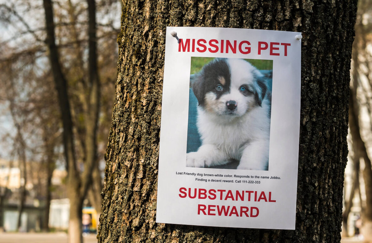 Animali scomparsi, da anni ormai esistono i pet detective e per Said Beid il suo lavoro è una vera e propria missione