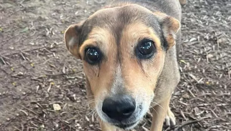 Cagnolino legato sui binari e travolto dal treno, orrore a Siracusa, confessa l’autore del gesto ignobile