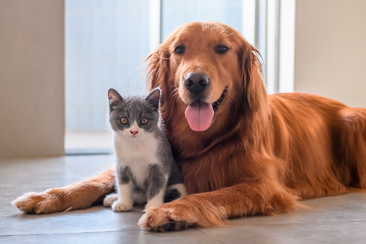 Le ceneri di cani e gatti in Toscana potranno essere tumulate con i loro rispettivi padroni o nella tomba di famiglia