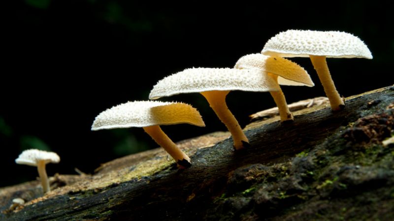 Smaltire la plastica grazia ai funghi, la rivoluzionaria scoperta in Amazzonia