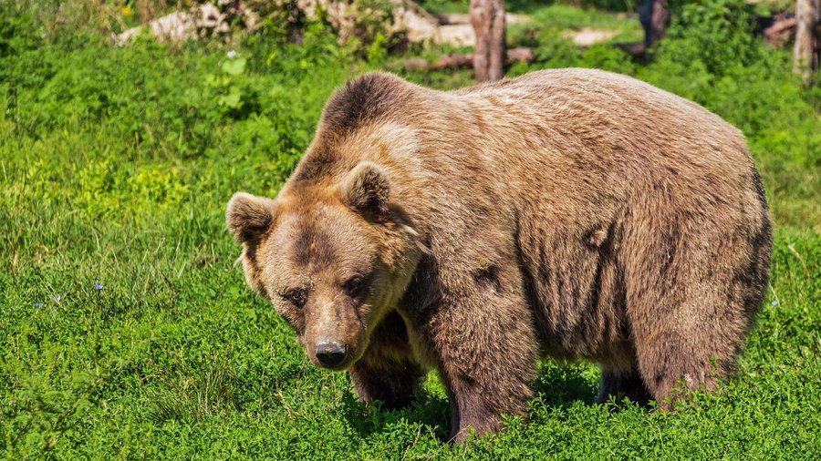 Si ferma per scattare foto ravvicinate a un orso ma l’animale lo aggredisce e lo uccide