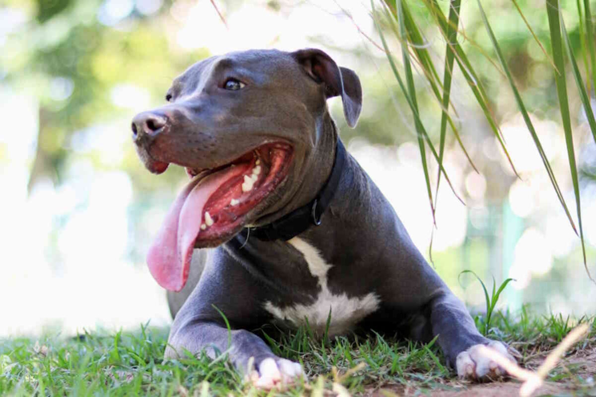 Va in vacanza e lascia il cane in garage che muore di stenti per fame e sete, indaga la magistratura emiliana