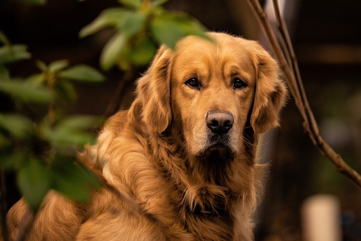 Morde la gamba di un uomo, per il giudice è colpa della padrona che ha innervosito il cane e ora dovrà pagare i danni