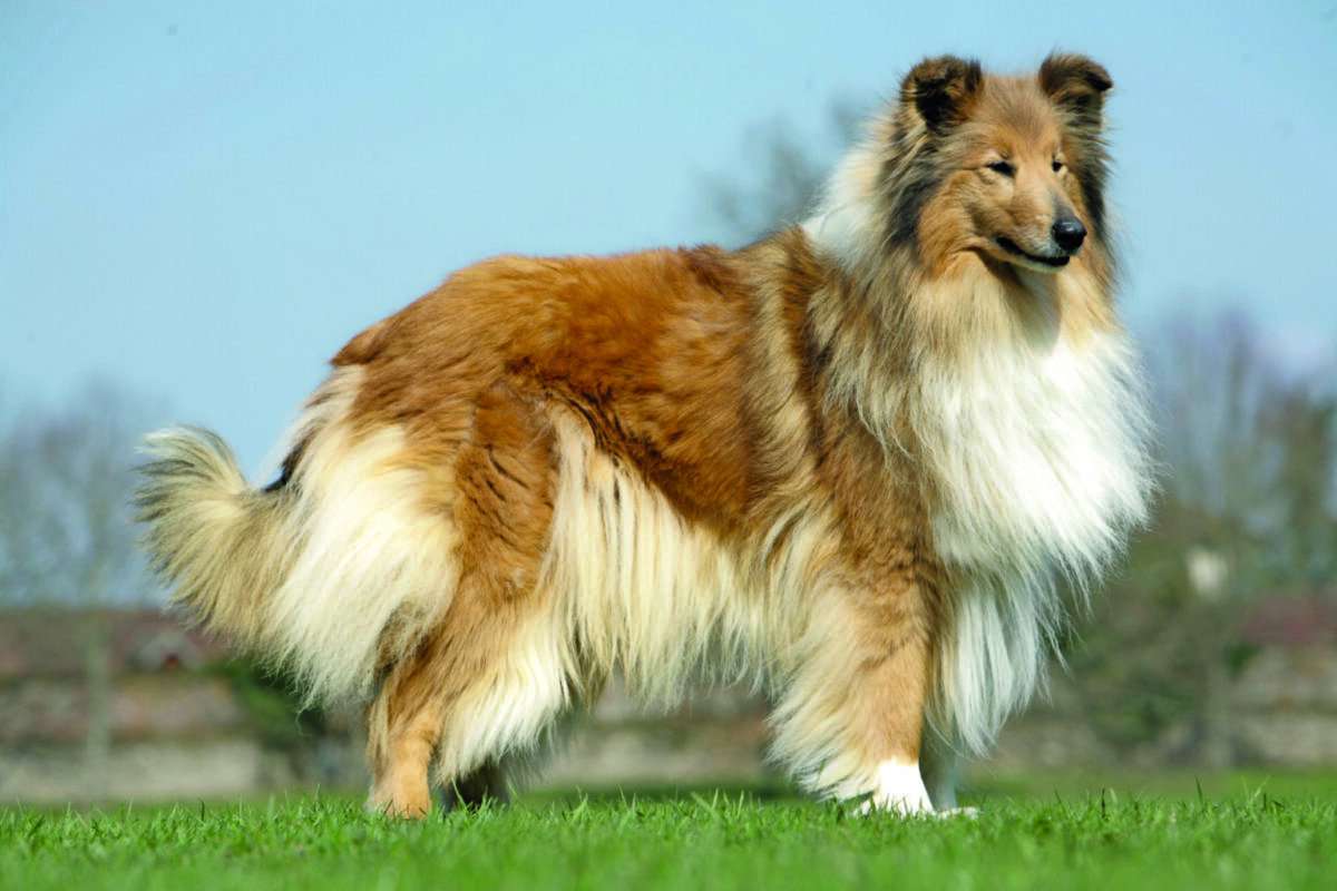 Collie incastrato in una inferriata, salvato dai vigili del fuoco nell’avellinese
