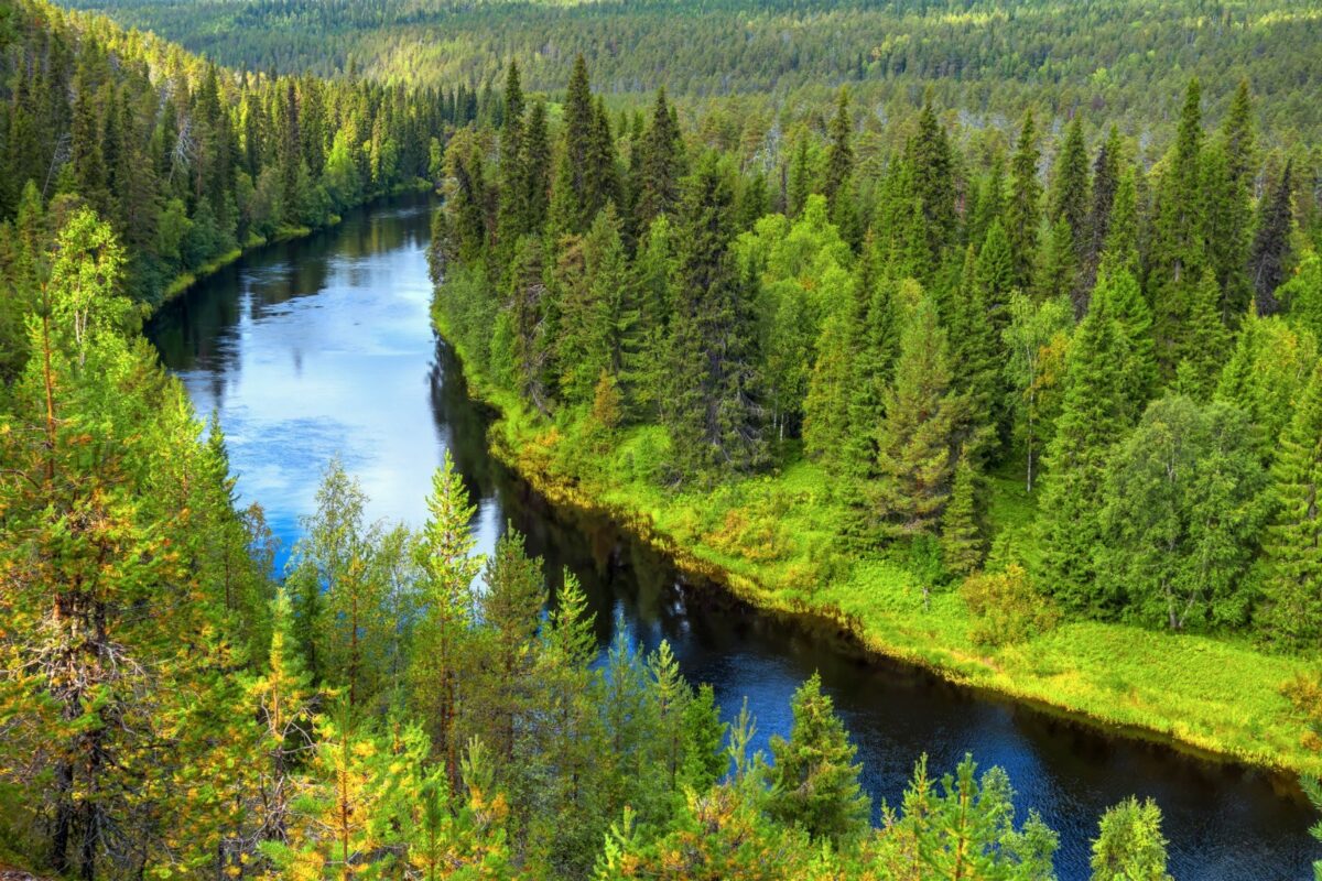 Cambiamento climatico, le foreste europee catturano sempre meno Co2: invertire subito la rotta