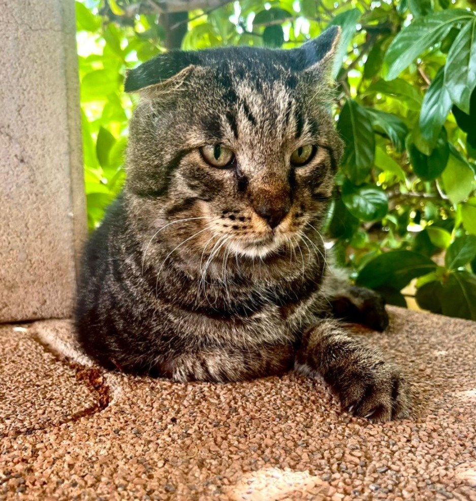 La storia di Boris il gatto supereroe di Fiesole, raccontata dal professor Duccio Berzi, rapito da un lupo torna a casa dopo 11 giorni, ferito ma vivo