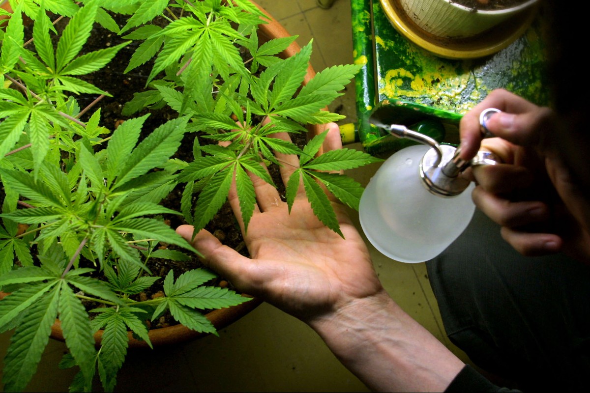 Coltivare marijuana in casa per uso personale senza spacciare non è reato, la Cassazione fissa bene le regole