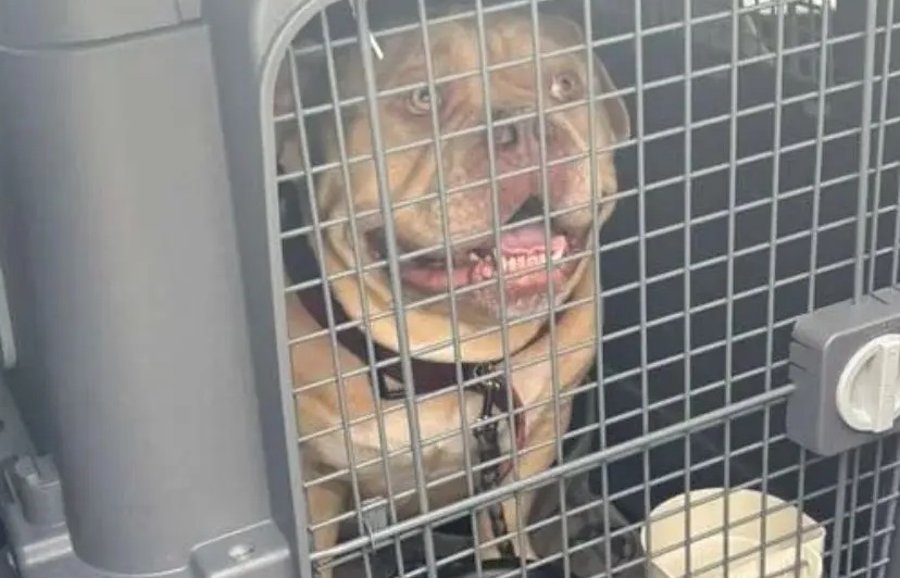 Le negano l’imbarco in aereo col suo cane e lei lo abbandona in un taxi a Bruxelles e parte lo stesso senza di lui