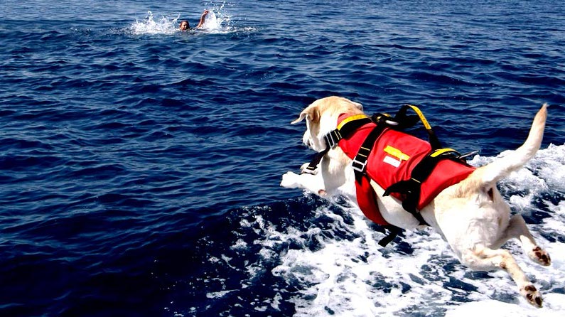 Stava affogando in mare sul litorale laziale, salvato in extremis da due “cani bagnino”
