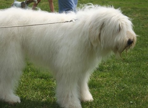 Il cane lo azzanna alle parti intime e l’uomo finisce in ospedale, il proprietario del cane dovrà risarcirlo con 15 mila euro più spese