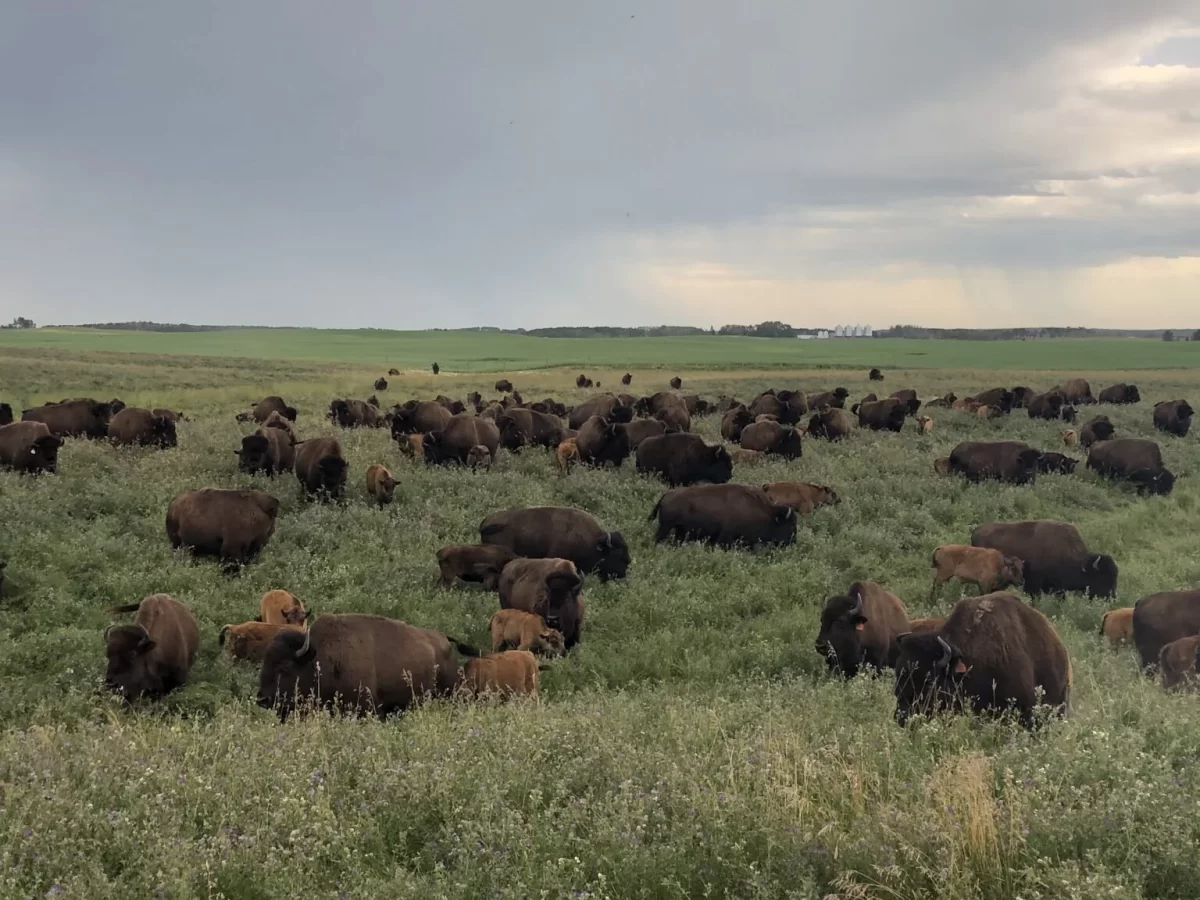 “Tatanka farm”, l’allevamento di bisonti in Veneto che sembra un film americano