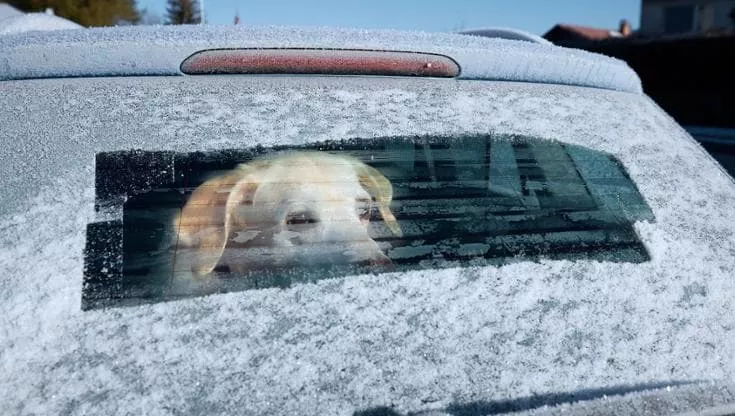 Chiude il cane in auto al gelo e va a sciare, padrone denunciato dai carabinieri, rischia una pena pesante