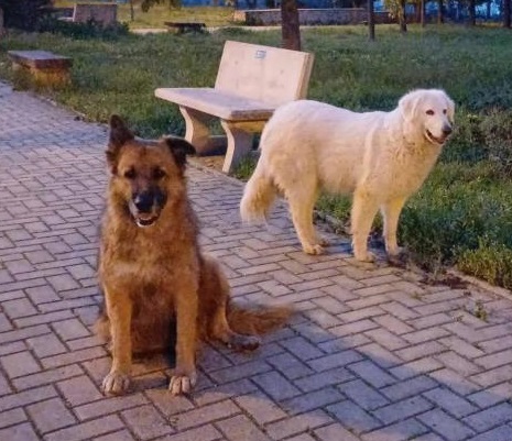 Billy e Nina i due cani di quartiere uccisi a fucilate, scatta la denuncia contro ignoti