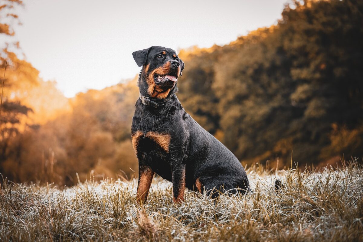 Litigano con un’amica di 13 anni e le scatenano contro il loro rottweiler: sorelle accusate di tentato omicidio