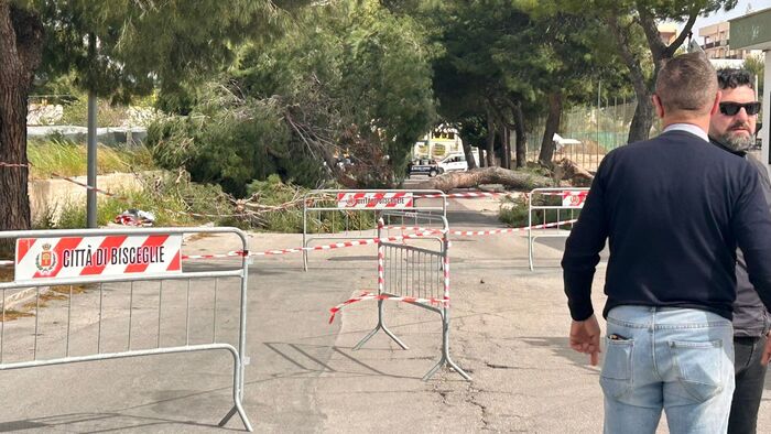 Albero caduto per il vento a Bisceglie in Puglia, muore una ragazzina di soli 12 anni, la città è sotto choc