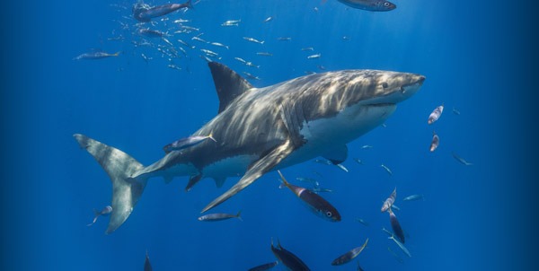 Un grosso squalo attacca un motoscafo a Gallipoli, paura per i pescatori, “era ferito”