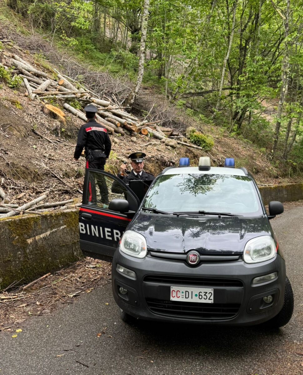 Beccato dai carabinieri mentre tagliava alberi ad alto fusto in alcuni boschi privati di Lucca