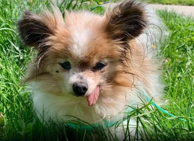 E’ morto Lazare: era il cane più anziano del mondo, aveva 30 anni