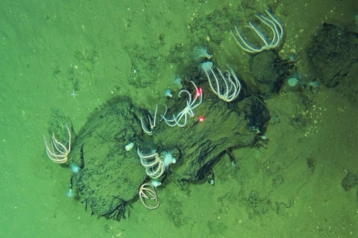 Scoperto nell’Oceano Indiano  il più grande cimitero di balene al mondo di sempre