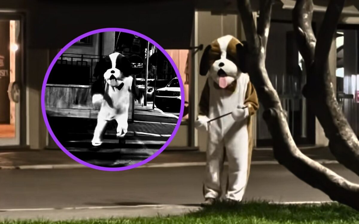 Viareggio, si aggira di notte vestito da cane: il video diventa virale, trovata pubblicitaria o scherzo horror?