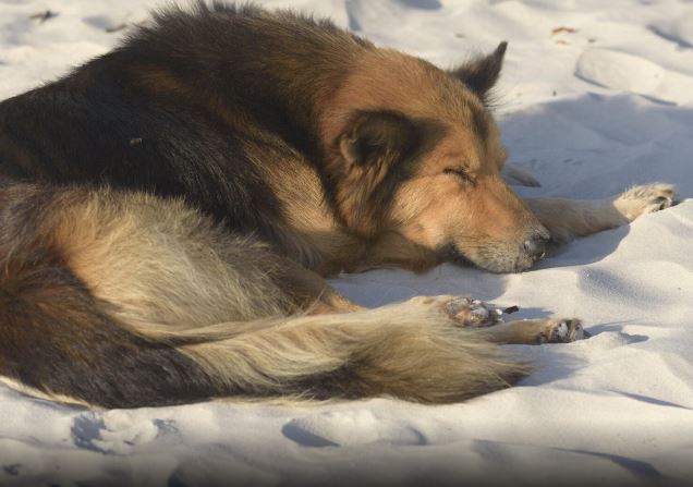 Grosseto, cane ha un malore in spiaggia: i padroni fingono di cercare aiuto e scappano, il cane muore