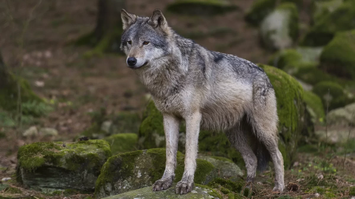 Camaiore, lupo entra in giardino e assale il cane di famiglia, a pochi metri un bimbo di 2 anni