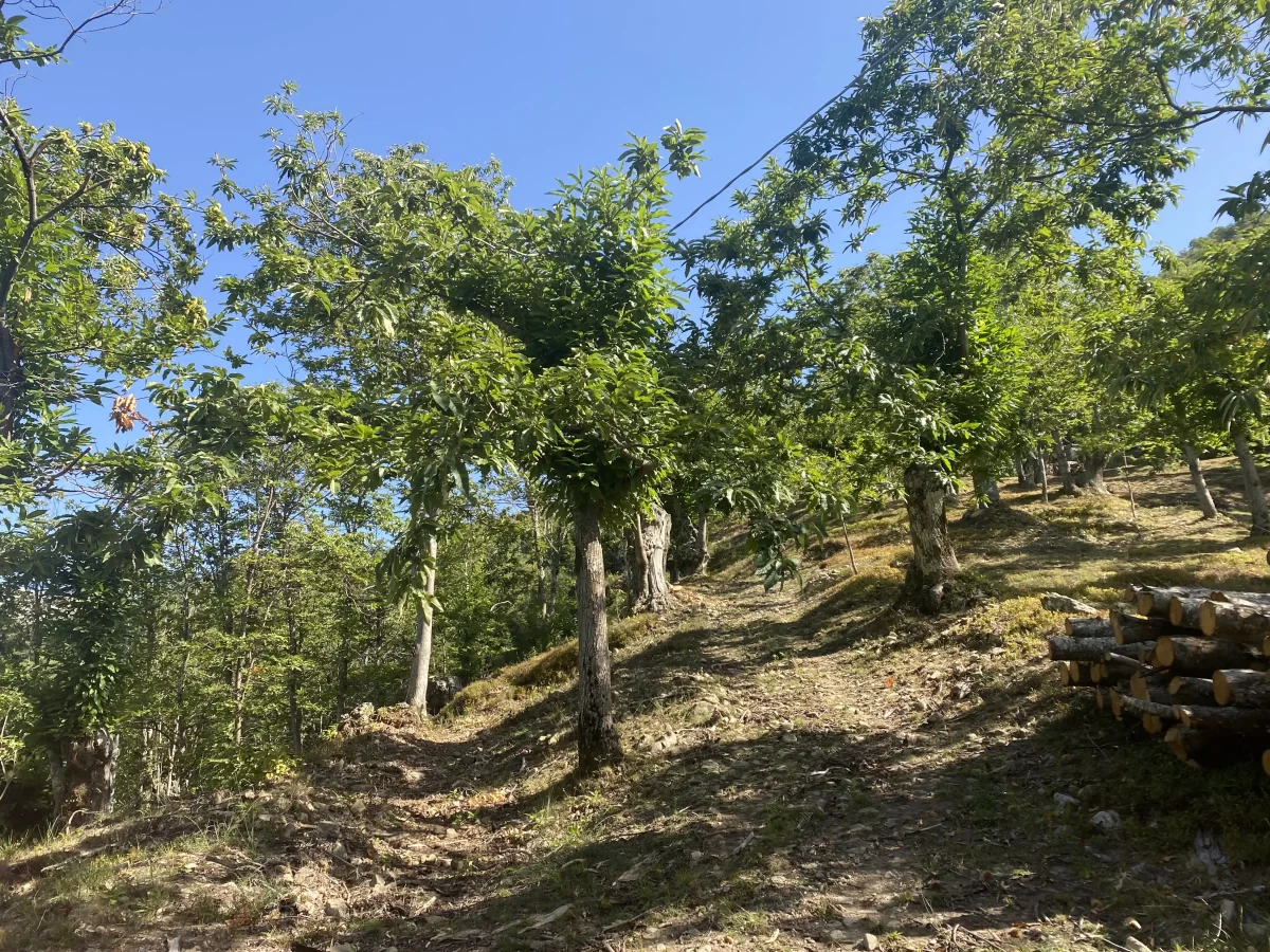 Forest Bathing: la nuova frontiera del benessere in Toscana, dal Casentino alla Garfagnana