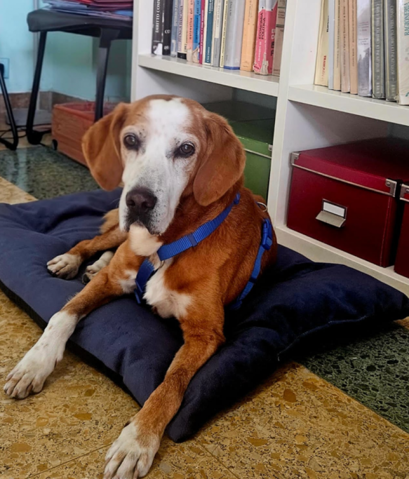 Otto anni chiusi in un recinto: Toby e Tina sono stati salvati e adottati