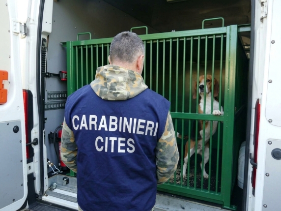 Cani maltrattati per sperimentare farmaci: 14 denunciati nell’indagine “Beagle Nightmare”